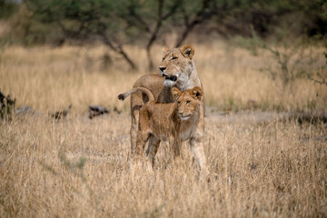 lions in BWA