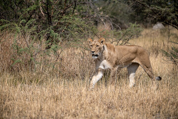 lions in BWA