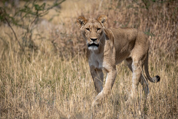 lions in BWA