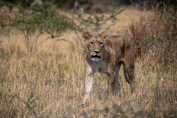 lions in BWA
