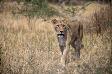 lions in BWA