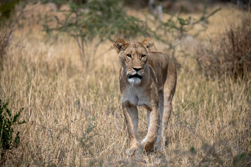 lions in BWA