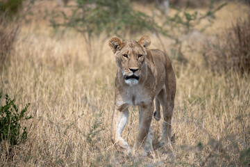 lions in BWA