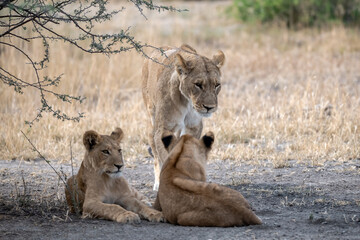 lions in BWA