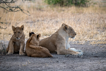 lions in BWA