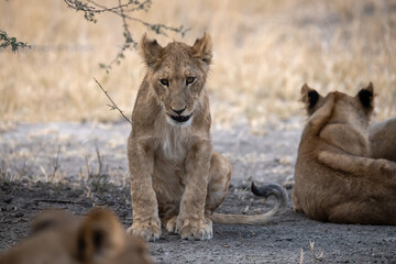 lions in BWA