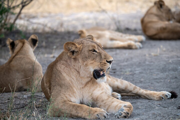 lions in BWA