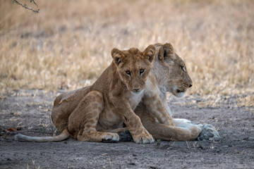 lions in BWA