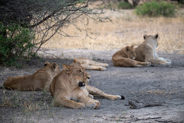 lions in BWA