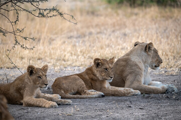 lions in BWA
