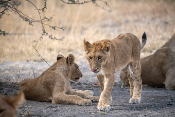 lions in BWA