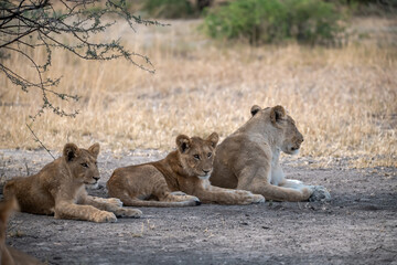 lions in BWA