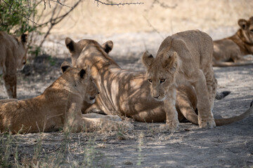 lions in BWA
