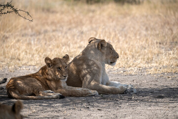 Lions in BWA