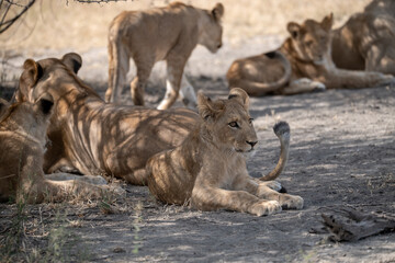 Lions in BWA