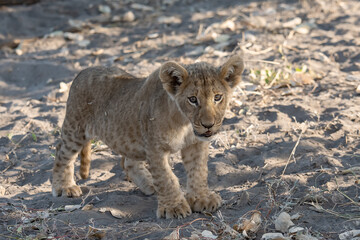 Lions in BWA
