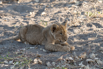 Lions in BWA