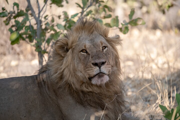 lions in BWA