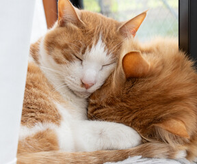 窓辺でくつろぐ二匹の猫