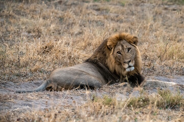 lions in BWA