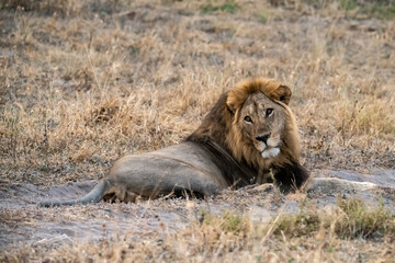lions in BWA