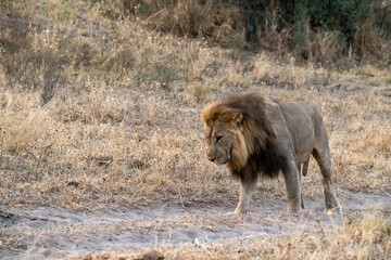 lions in BWA