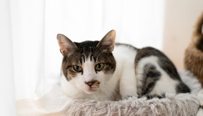 窓辺でくつろぐ猫　キジトラ白