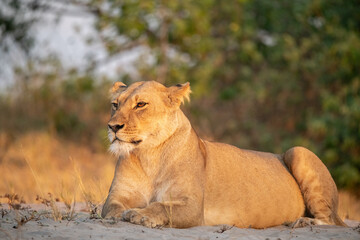 lions in BWA