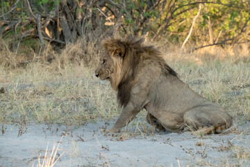 lions in BWA
