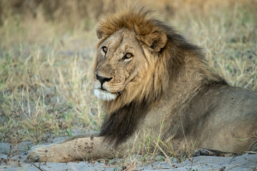 lions in BWA
