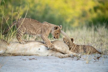 lions in BWA