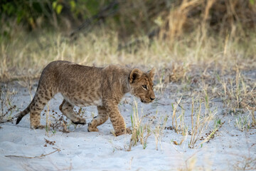 lions in BWA