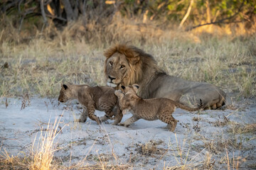 lions in BWA