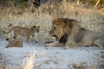 lions in BWA