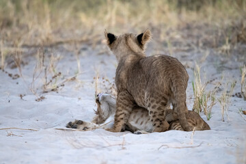 lions in BWA