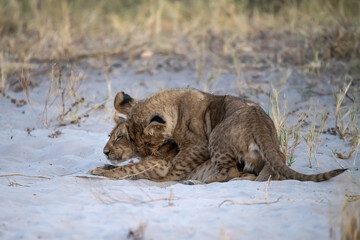 lions in BWA
