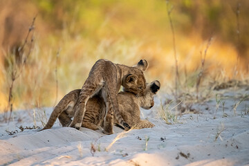 lions in bwa