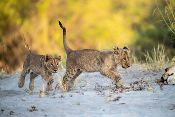lions in bwa