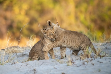 lions in bwa