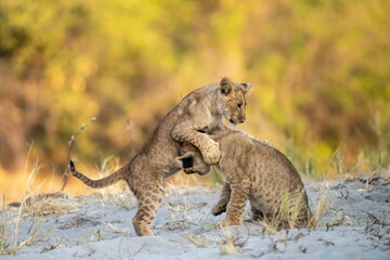 lions in bwa