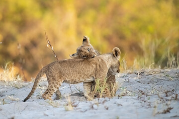 lions in bwa