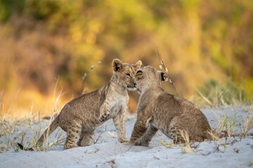 lions in bwa