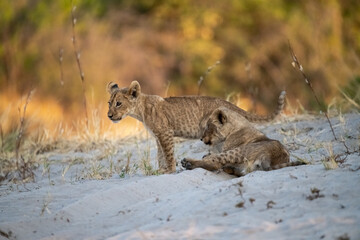 lions in bwa