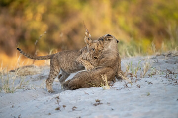 lions in bwa