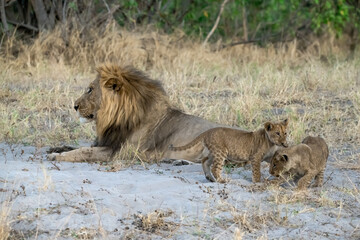 lions in bwa