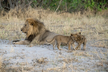 lions in bwa