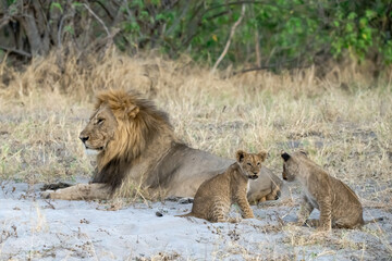 lions in bwa