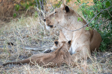 Lions in BWA