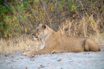 Lions in BWA