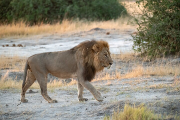 Lions in BWA